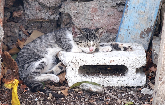 street cat_edited_edited_edited_edited.j