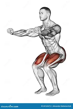 squat anatomical.webp