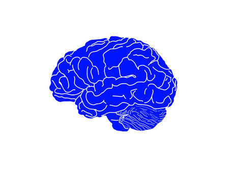 L'exercice et le cerveau