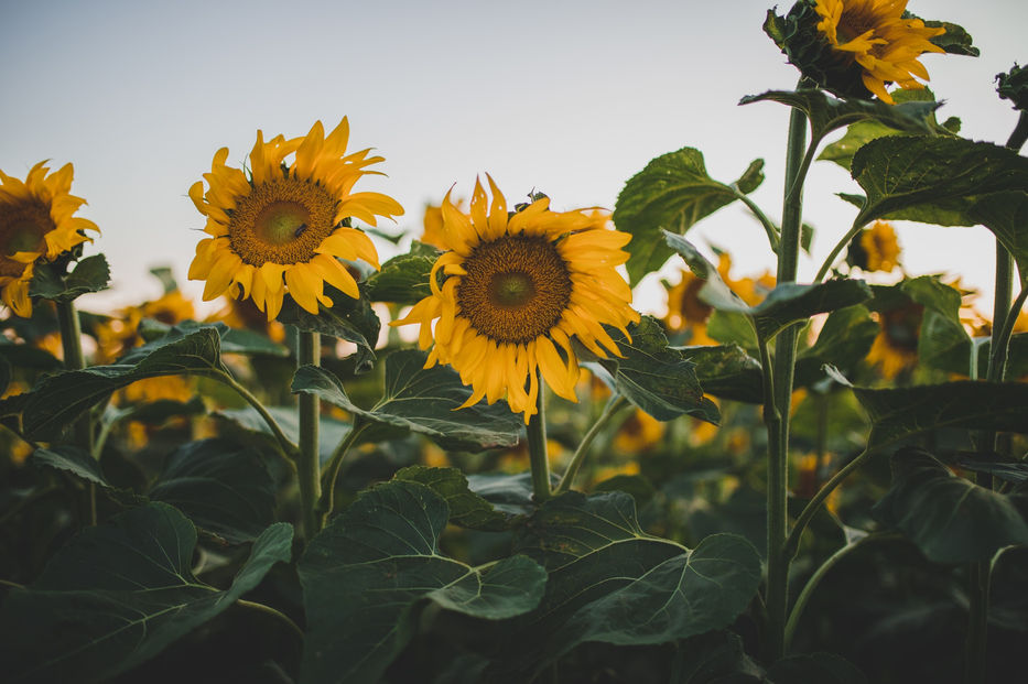 Davis Sunflower Fields | Davis, Ca