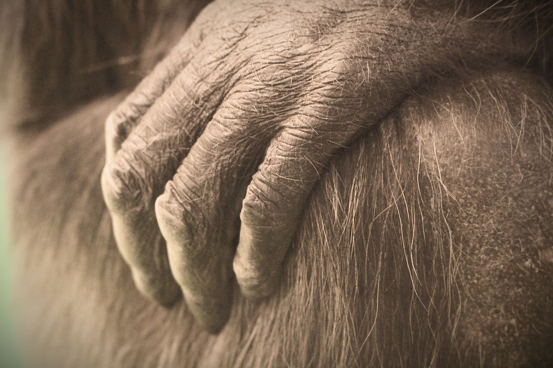 Chloe chimpanzee's hand by Daly 2015.jpg