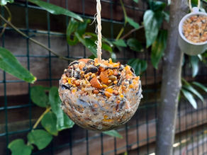 Vogels voeren in je tuin – waar moet je op letten?