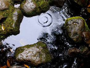 Een klimaatbestendige tuin