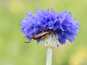 Insecten in je tuin: de oorworm