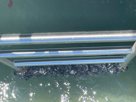 Pontoon Ladder Repairs Sunshine Coast