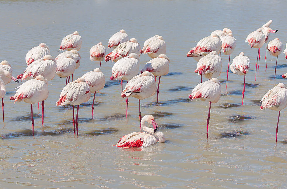 animals-greater-flamingos.jpg