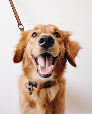 brown-dog-with-leash-around-its-neck_971713-14260.jpg