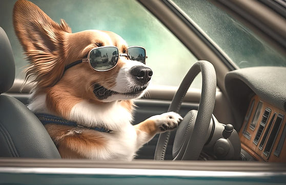 corgi in car_edited.jpg