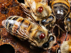 Checking for Varroa Mites: A Late-Summer Guide for Beekeepers