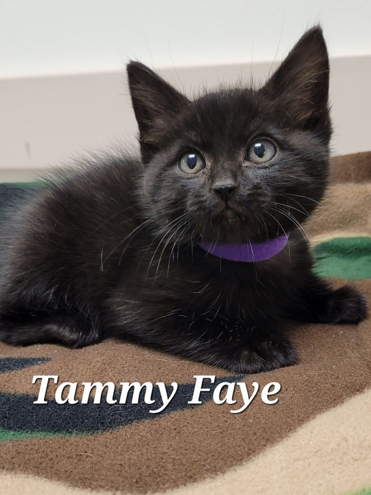Tammy Faye