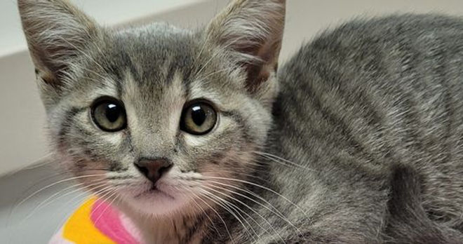 AReYouKittenMe.jpg