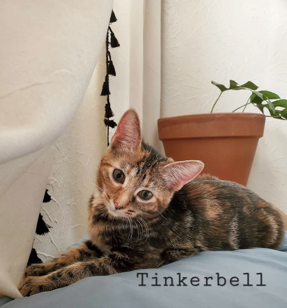 Tinkerbelle