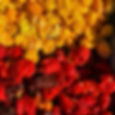 Peppers.jpeg