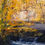 Thumbnail: Autumn lights plays on the river Braint near Pwllfanogl