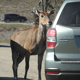 Wildlife Safari.JPG