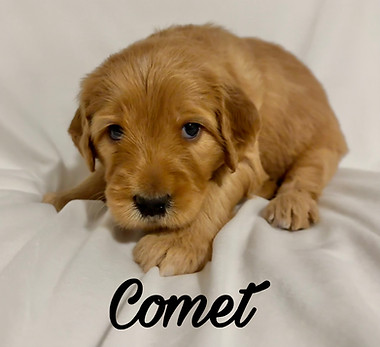 Comet-4weeks