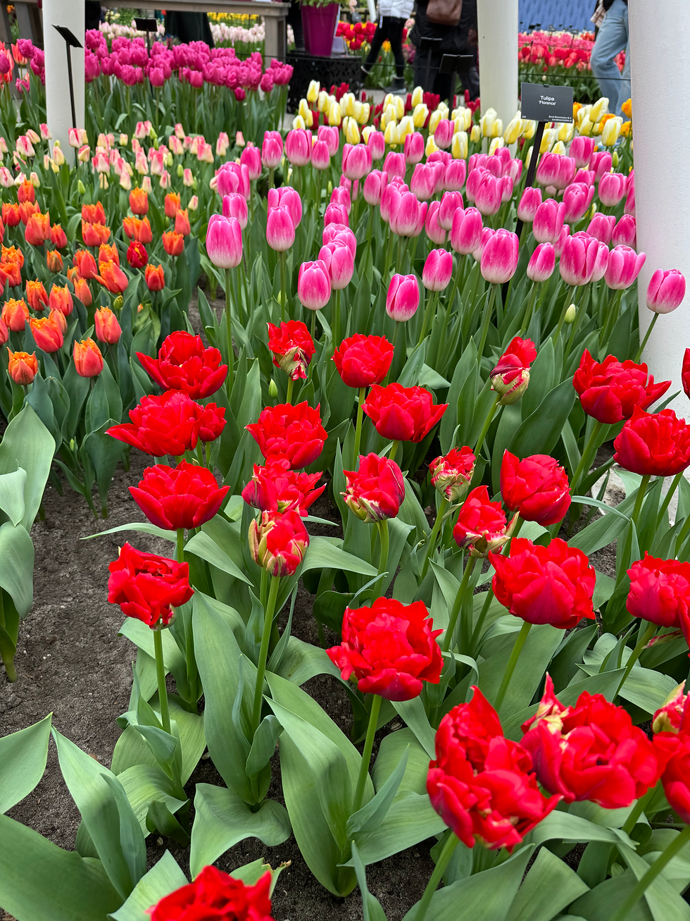 Tulip Time River Cruise Packing List (March – May)