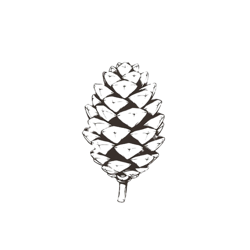 simple and pretty and delicate plump pinecone outline no color minimal shading and transpa
