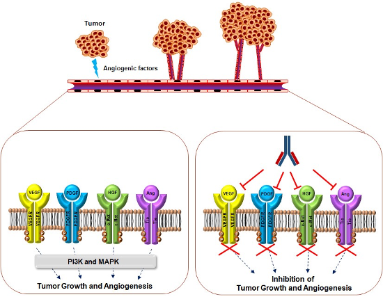 Immunotherapy Targeting Tumor Angiogenesis