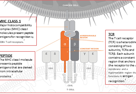 TCR Therapy