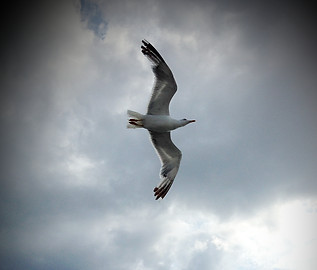 A seagull in mid-flight over open sea, symbolising Richard Bach’s J.Livingston Seagull, pushing beyond perceived limitations.