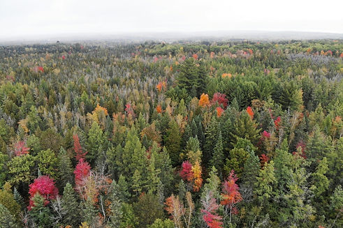 timberland alder point capital.jpg