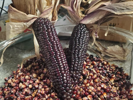 Growing Japonica Striped Flint Corn, and Making Corn Meal to Dry Can