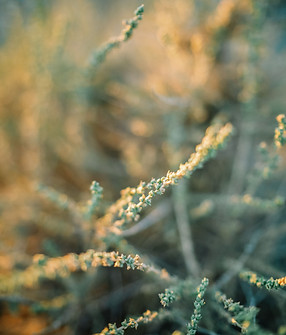 close-up-of-desert-plants-with-soft-focus-and-warm-2024-06-26-19-54-52-utc.jpg