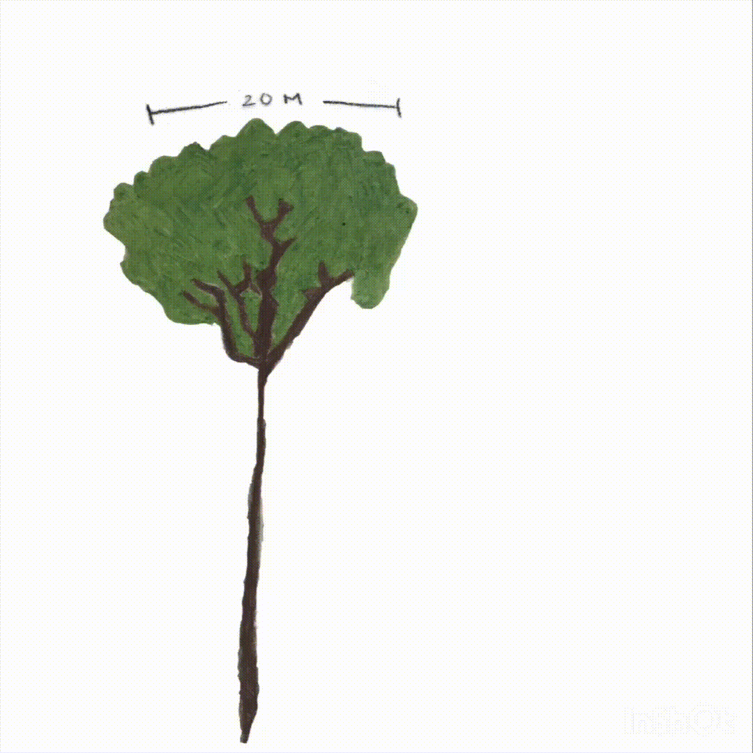 evapotranspiração.gif