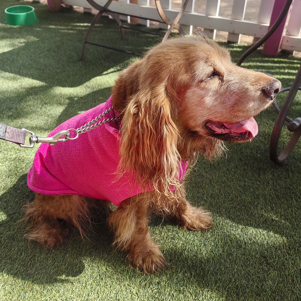 Thumbnail: Ultimate Dog Towel Jacket - Made By Glyn