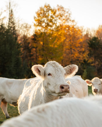 vache Charolaise en automne