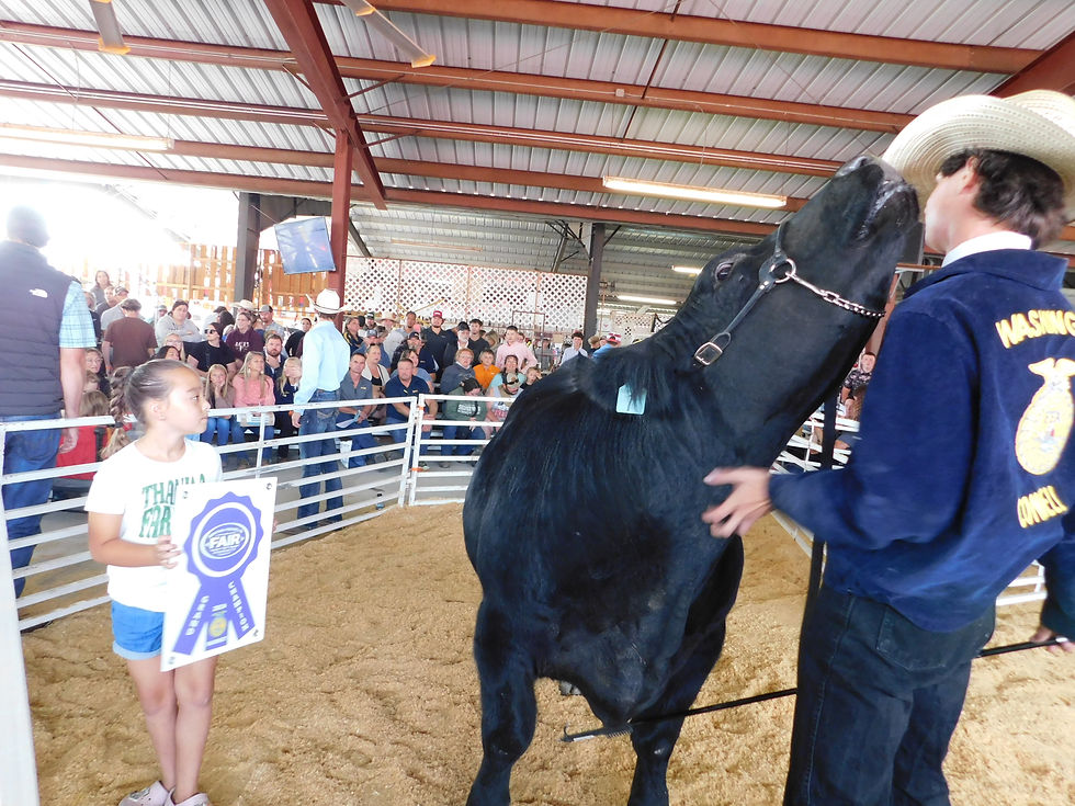 Kade Meacham shares a moment in the ring with his Grand Champion FFA Steer at the Benton Franklin Fair Market Stock Auction.