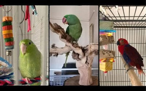 Avian Enrichment- for every kind of bird - Custom Avian Enrichment Systems