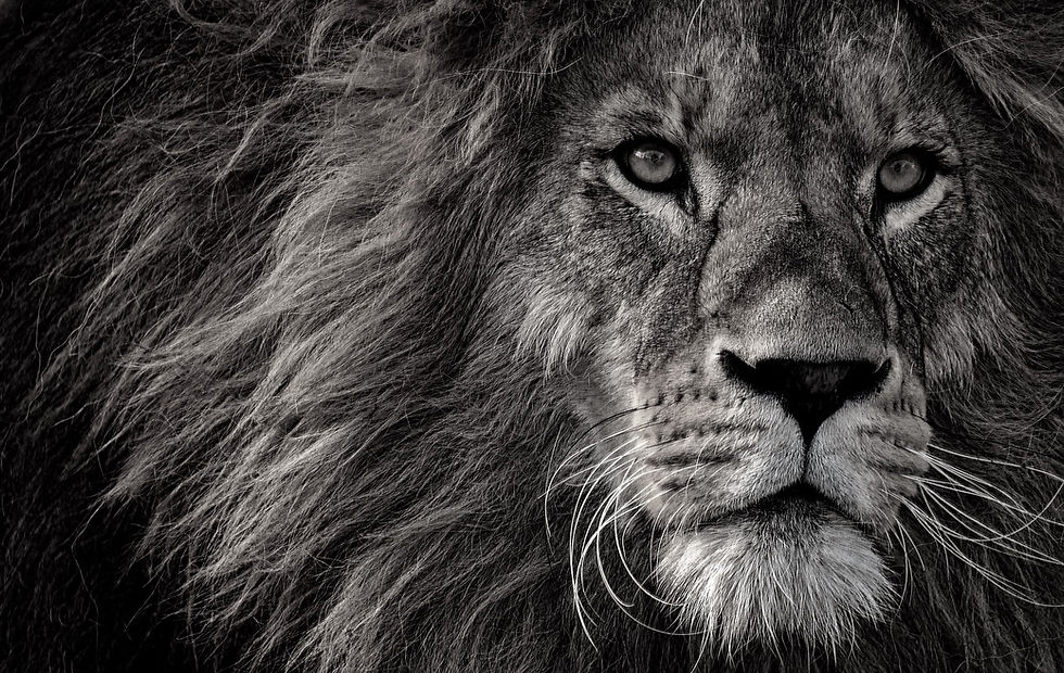 lion-3576045_1920.jpg