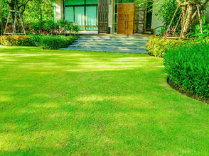 🌿 Canicule et jardin : Pourquoi il ne faut surtout pas tondre sa pelouse quand il fait trop chaud