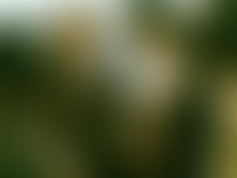 It's script writing season again!