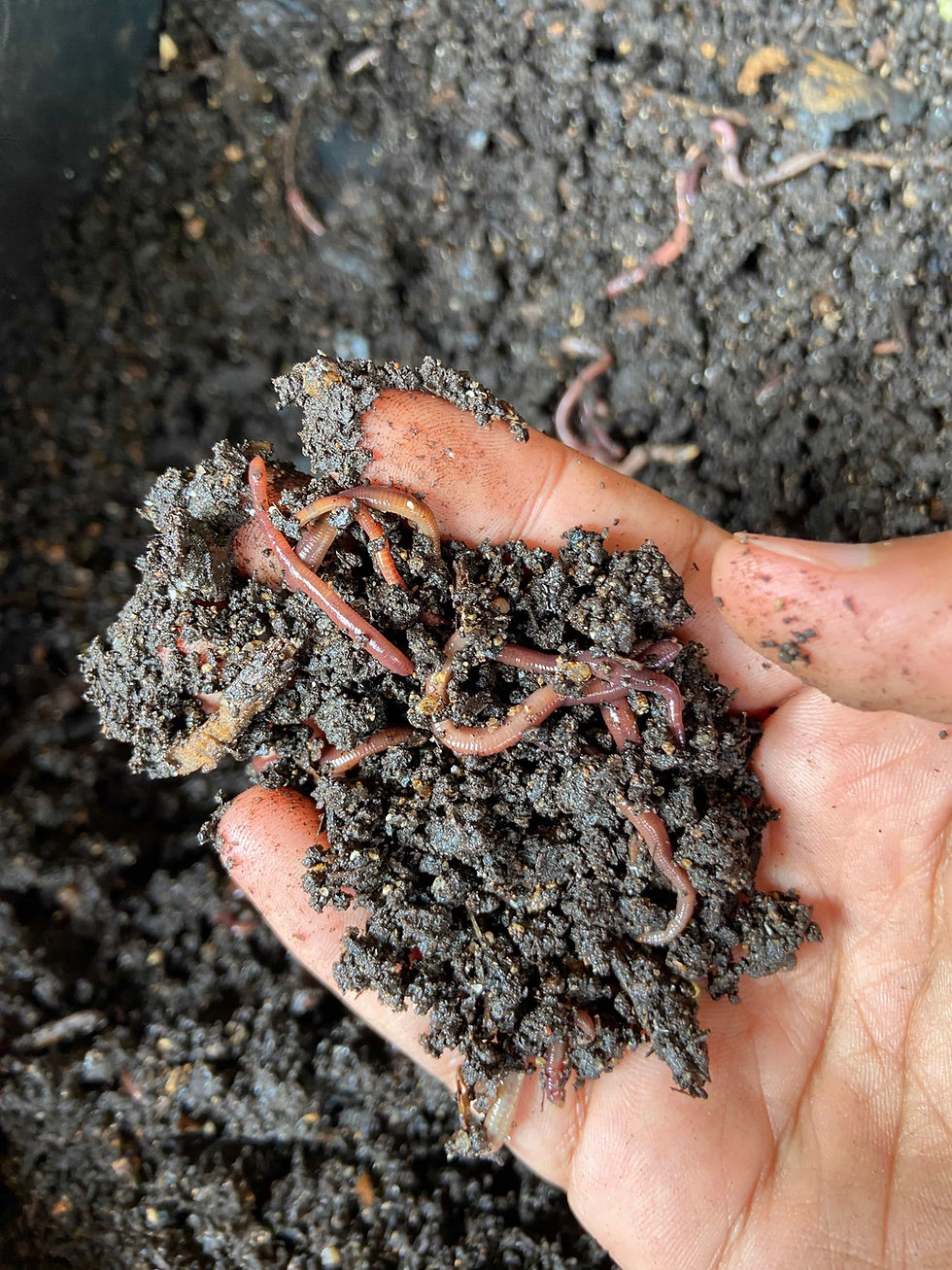 Worms in hand