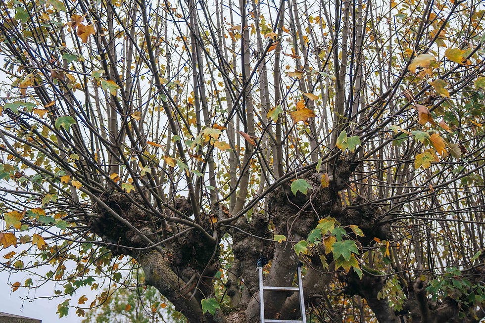 Arbre avant un élagage - Grosset Paysages
