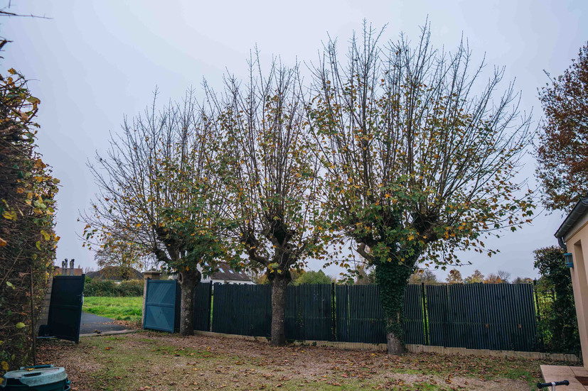 Arbres avant un élagage - Grosset Paysages