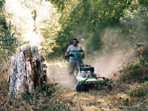 Terrain à l'abandon envahi de ronces à Ardentes