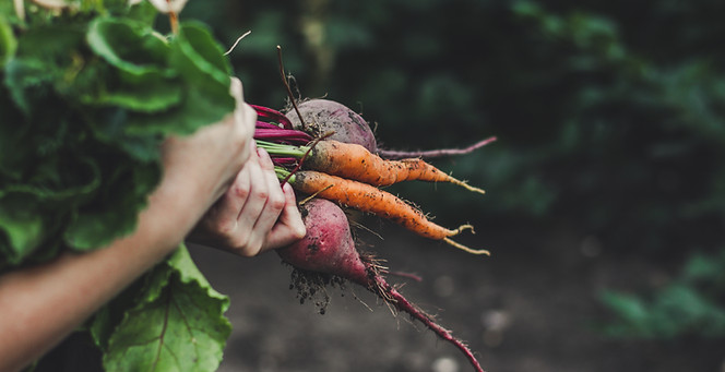Freshest harvest of carrots and beets