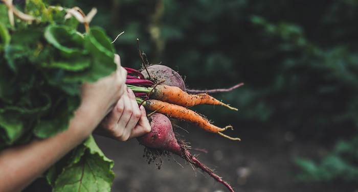 Vegetable Picking