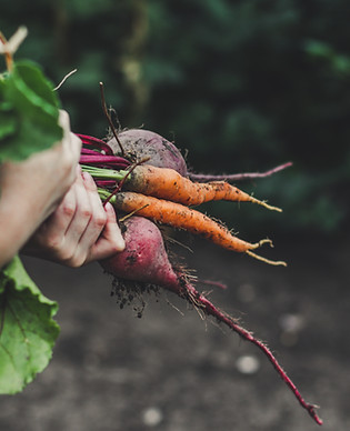 Vegetable Picking