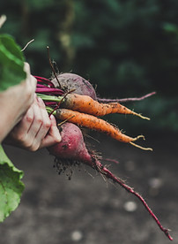 Vegetable Picking