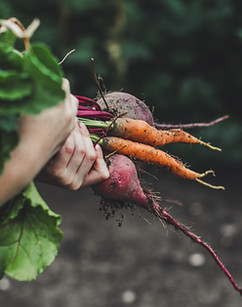 Vegetable Picking