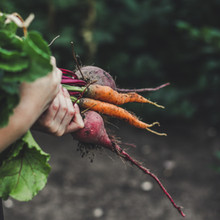 Vegetable Picking