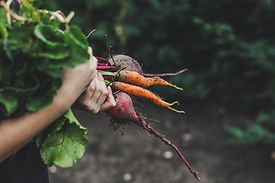Vegetable Picking
