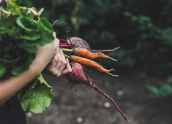 Vegetable Picking