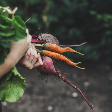 Vegetable Picking.jpg