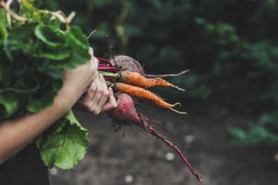 Vegetable Picking